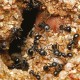 HGX mierenpoeder - NL-0017904-0002 - 75gr- bestrijdt het gehele nest - werkt binnen een uur - voor buiten