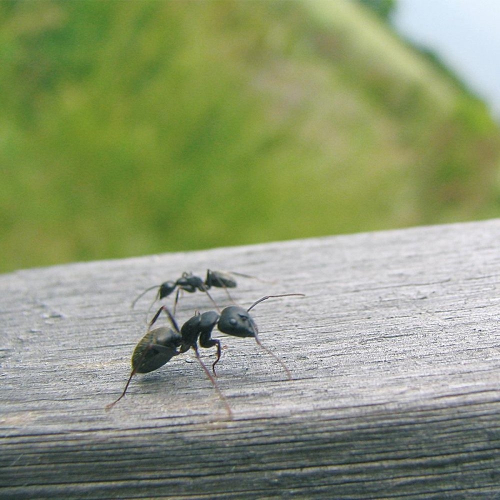 HGX mierenpoeder - NL-0017904-0002 - 75gr- bestrijdt het gehele nest - werkt binnen een uur - voor buiten